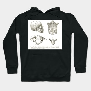 Human anatomy, 19th century diagrams, Human Skull, Thorax, The Atlas, and Vertebra Hoodie